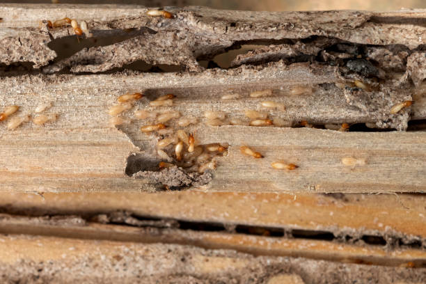 Best Mosquito Control Services  in Goshen, AR